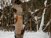 Parc national de la Jacques-Cartier